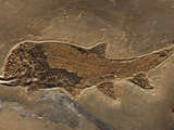 Fossilized Fish, Paramblypterus Species