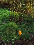An Orange Entoloma Mushroom, Entoloma Salmoneum, in Moss and Spores