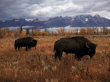 Buffalo Grazing in Grand Teton National Park