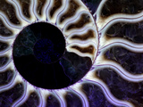 Ammonite Fossil, Cleoniceras Species, under Ultraviolet Light