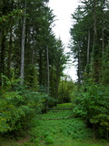 Buy Scenic Lush Green Forest and Meadow at AllPosters.com