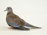 A Laughing Dove, Streptopelia Senegalensis