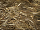 Freshly Harvested Wheat