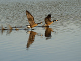Buy Canada Geese Take Off and Reflections in Rippled Water at AllPosters.com