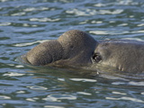 Southern Elephant Seal Bull, Mirounga Leonina, with Nose Puffed Up