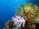 Chrinoid and a Soft Coral Tree Decorate the Edge of a Coral Reef Photographic Print