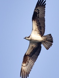 An Adult Osprey, Pandion Haliaetus, in Flight