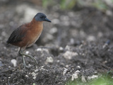 A Ruddy Crake, Laterallus Ruber, Foraging in a Damp Field