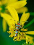Buy Ailanthus Webworm Moth, Wings Folded, on a Flower at AllPosters.com