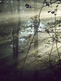 Sunlight Streaming Through Morning Fog in a Forest