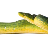 An Emerald Tree Boa, Corallus Caninus