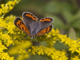 Buy An American Copper Butterfly, Lycaena Phlaeas, on Goldenrod at AllPosters.com