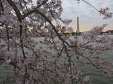 Cherry Blossoms at the Tidal Basin in Washington D.C
