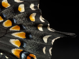 A Black Swallowtail Butterfly, Papilio Polyxenes