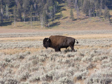 Buy A Male American Bison, Bison Bison, in a Scrub Landscape at AllPosters.com