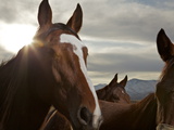 Buy Thoroughbred Horses in the Region Where Horses Were First Domesticated at AllPosters.com