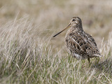Portrait of a Magellanic Snipe, Gallinago Paraguaiae, in Tall Grass