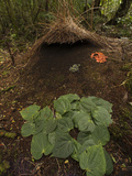 Piper Leaves, Orange Fungi and Berries Mark a Male Vogelkop