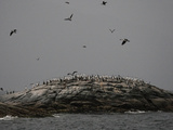 Buy Cormorants on Islote Barrientos in Las Guaitecas National Reserve at AllPosters.com