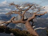 Buy Half Dome Peak Framed by a Jeffrey Pine Tree in Yosemite National Park at AllPosters.com
