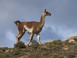 Buy A Guanacos Grazes on the Steppes in Torres Del Paine National Park at AllPosters.com
