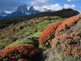 Buy Arid Pre-Andean Shrubland in Torres Del Paine National Park at AllPosters.com