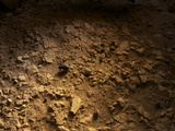 Buy A Beetle Crosses the Remains of a Terrazzo Style Floor at Gobekli Tepe at AllPosters.com