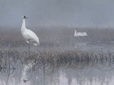 Buy A Whooping Crane Male Takes over Incubation in Breeding Grounds at AllPosters.com