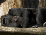 Endangered Western Lowland Gorilla Family, Gorilla Gorilla Gorilla