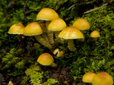 Wild Mushrooms Grow on the Side of a Log in the Temperate Rain Forest