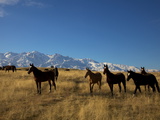 Buy Thoroughbred Horses in the Region Where Horses Were First Domesticated at AllPosters.com