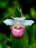Buy A Showy Lady's Slipper Orchid, Cypripedium Reginae, in Bloom at AllPosters.com