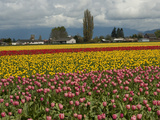 Fields of Red and Yellow Tulips in Spring, North of Seattle