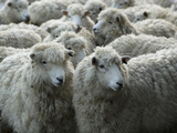 Sheep Wait for Shearing at the Clearwater Station Near Allan's Beach