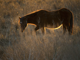 Buy A Back Lit View of a Chincoteague Pony Standing in a Grassy Meadow at AllPosters.com