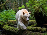 A Young, Male Kermode Bear Makes a Trip into the Open to Fish