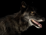 A Gray Wolf, Canis Lupus