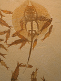 Heliobatis Ray and Fish Fossils of the Eocene Age, Green River Formation