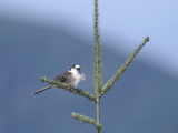 Buy A Gray or Canada Jay, Perisoreus Canadensis, Perched in a Tree Top at AllPosters.com