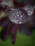 Raindrops on a Red Leaf with a Green Background