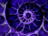 Upper Early Cretaceous Ammonite Fossil under Ultraviolet Light