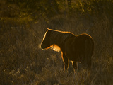 Buy A Back Lit View of a Chincoteague Pony Foraging in a Grassy Meadow at AllPosters.com