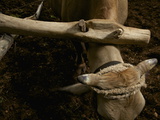 Oxen Plow a Wheat Field