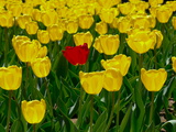 A Single Red Tulip in a Bed of Yellow Tulips