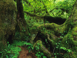 Buy Moss-Covered Tree Trunks in a Lush Temperate Rain Forest at AllPosters.com