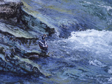 Buy A Harlequin Duck Standing by a Rushing Creek at AllPosters.com