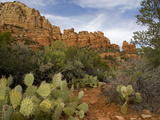 Buy A Hiking Trail Through Prickly Pear Cactus Below Capital Butte at AllPosters.com