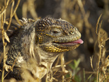 Galapagos Land Iguana, Conolophus Subcristatus, Sticking Toungue Out