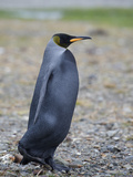A Rare Melanistic Black King Penguin on the Shore of Hercules Bay