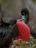 Male Great Frigatebird, Fregata Minor, with His Red Sac Inflated